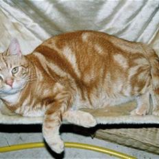 Europé CH DK Rothes Charming Sig