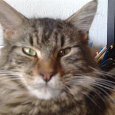 Maine Coon dkskovlycoon Cane Cody 