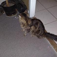 Maine Coon dkskovlycoon Cane Cody 