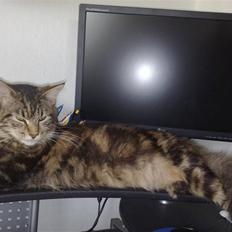 Maine Coon dkskovlycoon Cane Cody 