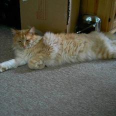 Norsk Skovkat Danni (Død)