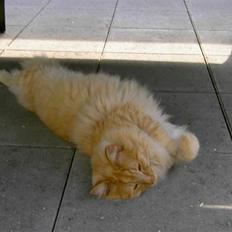 Norsk Skovkat Danni (Død)