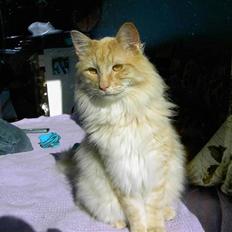 Norsk Skovkat Danni (Død)