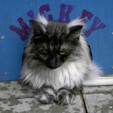 Norsk Skovkat Dina RIP