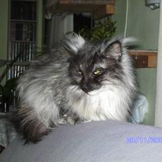 Norsk Skovkat Dina RIP