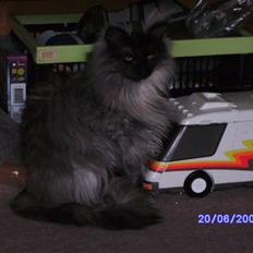 Norsk Skovkat Dina RIP