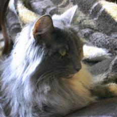 Norsk Skovkat Ditte (Død)