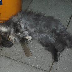 Norsk Skovkat Ditte (Død)