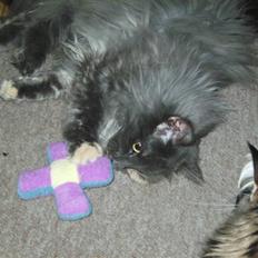 Norsk Skovkat Ditte (Død)