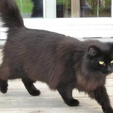 Norsk Skovkat Pjuske R.I.P :'(