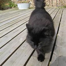 Norsk Skovkat Pjuske R.I.P :'(