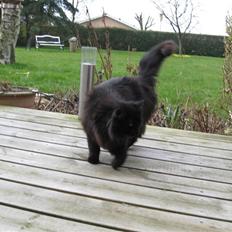 Norsk Skovkat Pjuske R.I.P :'(