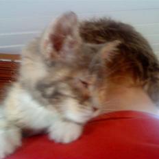 Blanding af racer tigerlilly  r.i.p