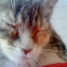 Blanding af racer tigerlilly  r.i.p