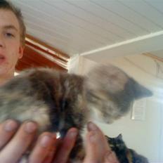 Blanding af racer tigerlilly  r.i.p