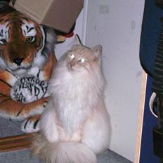 Norsk Skovkat Findus