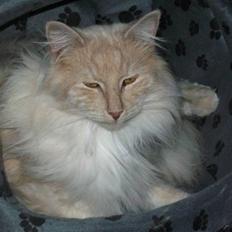 Norsk Skovkat Findus