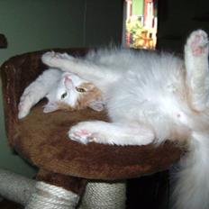 Norsk Skovkat Gilbert