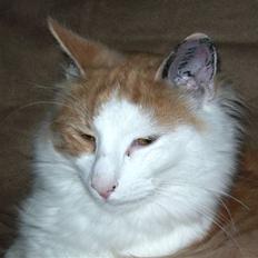 Norsk Skovkat Gilbert