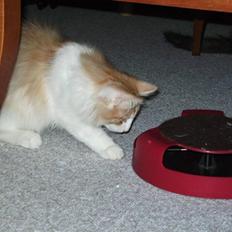 Norsk Skovkat Gilbert