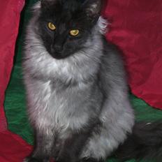 Norsk Skovkat Grumse