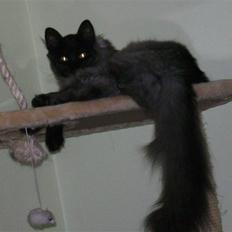 Norsk Skovkat Grumse