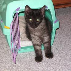 Norsk Skovkat Grumse