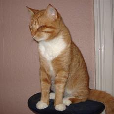 Blanding af racer Relan