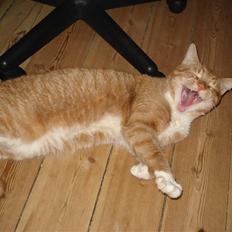 Blanding af racer Relan