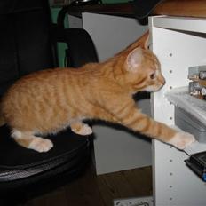 Blanding af racer Relan