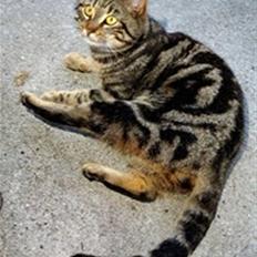 Europé DK Hanehøjs Sigurd ..