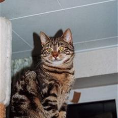 Europé DK Hanehøjs Sigurd ..