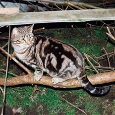 Europé DK Hanehøjs Sigurd ..