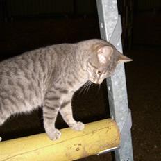 Blanding af racer Fun