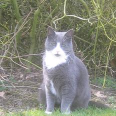 Blanding af racer Ofelia