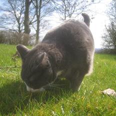 Blanding af racer Ofelia