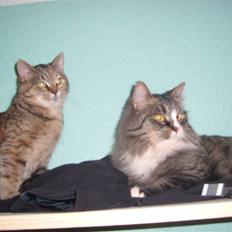 Blanding af racer Coke *Forsvundet*