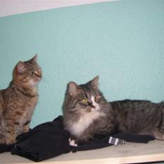 Blanding af racer Coke *Forsvundet*