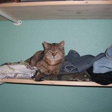 Blanding af racer Coke *Forsvundet*