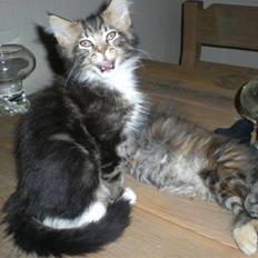 Maine Coon Mads *solgt*