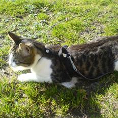 Blanding af racer Bastian