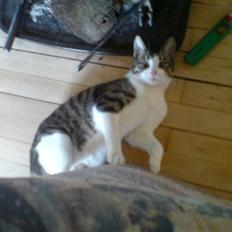 Blanding af racer Bastian