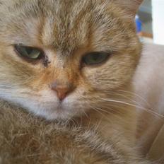 Perser Pjevs *Killinger solgt*