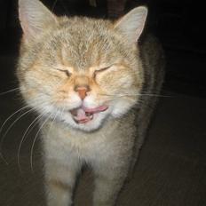 Perser Pjevs *Killinger solgt*