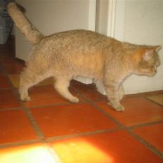 Perser Pjevs *Killinger solgt*