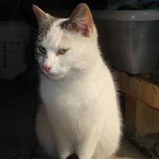 Huskat Prinsesse Mia [R.I.P]