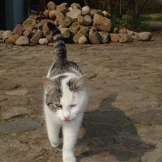 Huskat Prinsesse Mia [R.I.P]