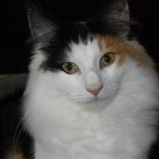 Norsk Skovkat Perfect Proof