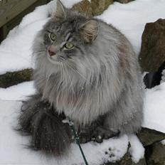 Norsk Skovkat James Greve