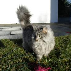 Norsk Skovkat James Greve